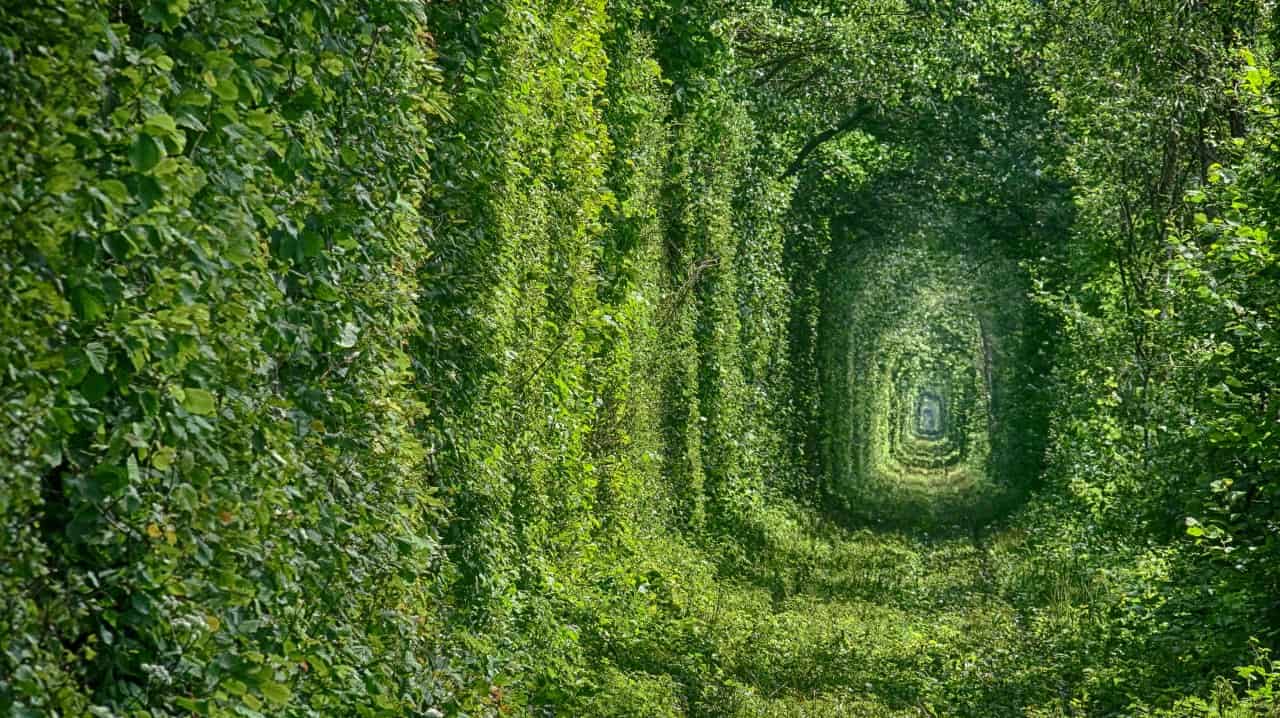 Tree tunnel